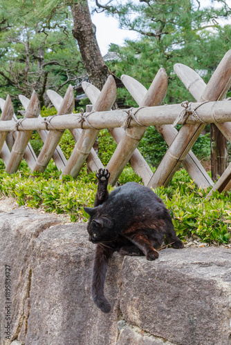 町猫（名古屋市中村区　中村公園）