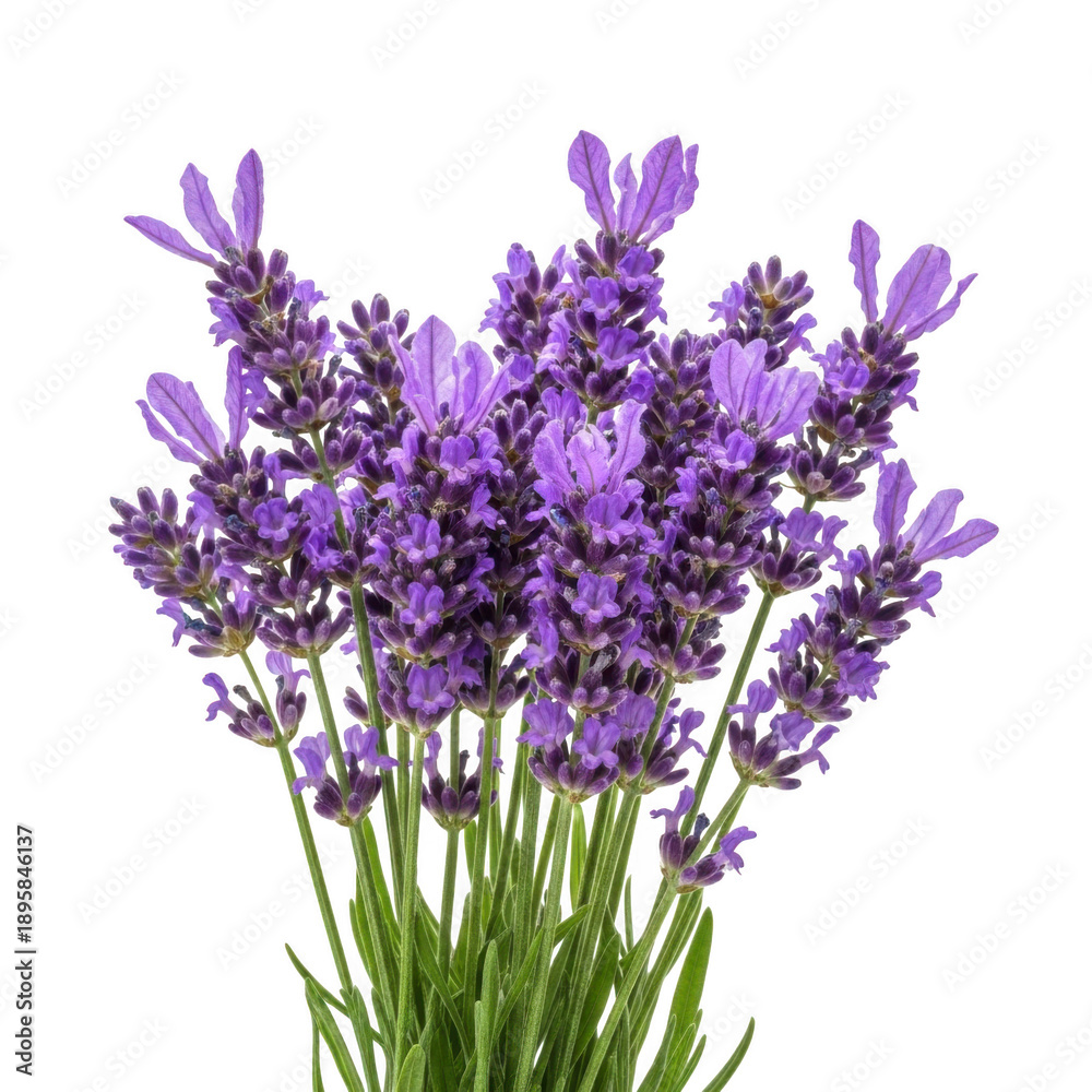 Obraz premium Beautiful lavender flowers bouquet isolated on transparent background