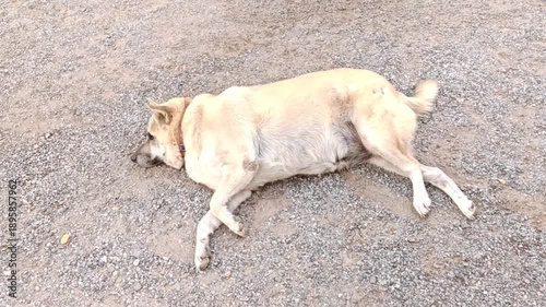 A fat dog sleeps on the stone floor.