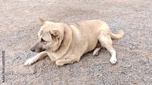 A fat dog sleeps on the stone floor.