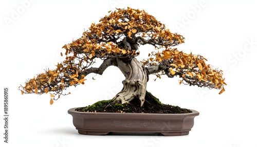 Bonsai tree with dried brown leaves in a ceramic pot against a stark white background