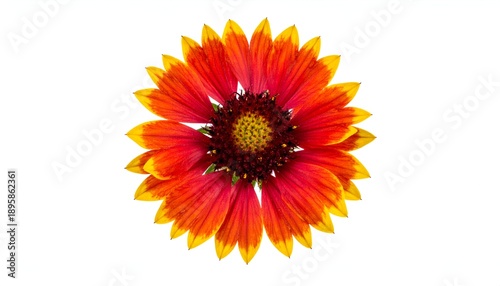 Bright bloom with red petals tipped in yellow, centered on a white backdrop, detail in the center
