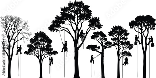 Silhouette arborists climbing tall trees, rope access professionals performing forestry tree care maintenance, pruning service, black vector illustration set, collection
