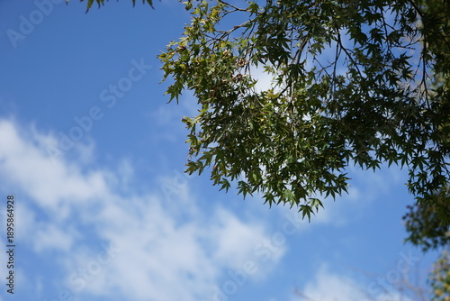 青空に映える新緑の若葉