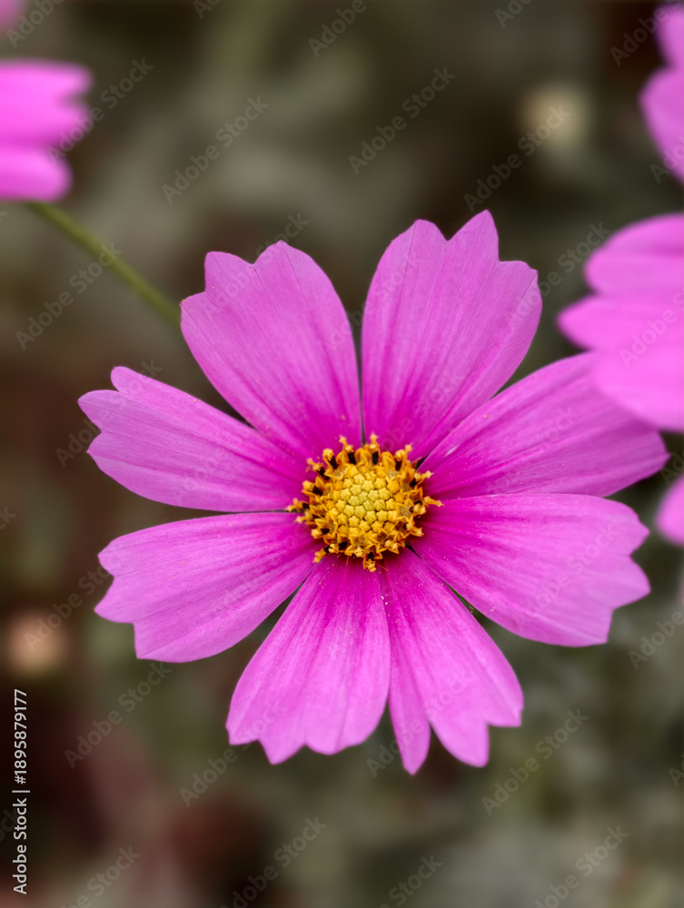 Obraz premium Pink cosmos flower close-up at Xiliu Lake Park Zhengzhou