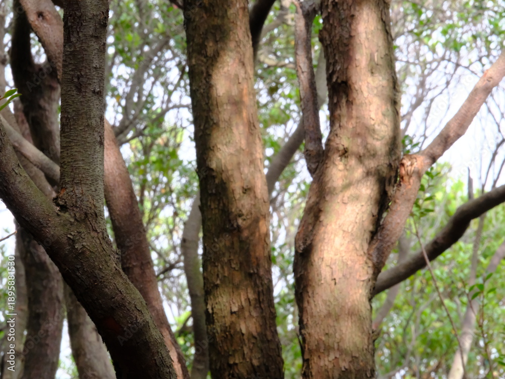 Obraz premium A tree with a lot of branches and leaves