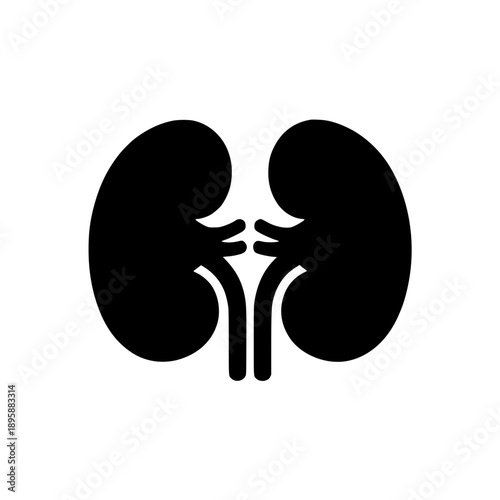 kidney vector illustration 