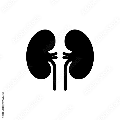 kidney vector illustration 