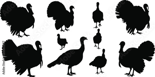 Turkey silhouettes collection with adult and young birds in various poses, black vector illustration set of farm poultry wildlife animals isolated on white background
