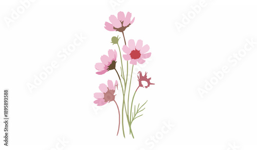 Pink cosmos watercolor botanical vector illustration with elegant floral stems on white background