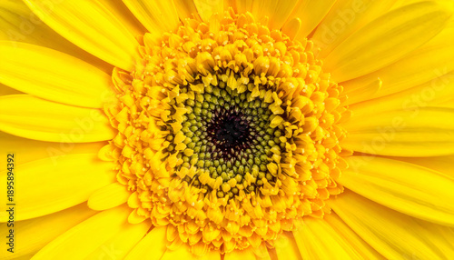 A vibrant, close-up shot of a sunflower-like flower, showcasing its bright yellow petals and intricate dark center