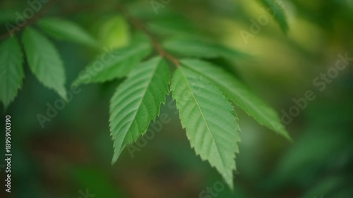 Close-up of vibrant green leaves on a branch, showcasing intricate vein details against a soft