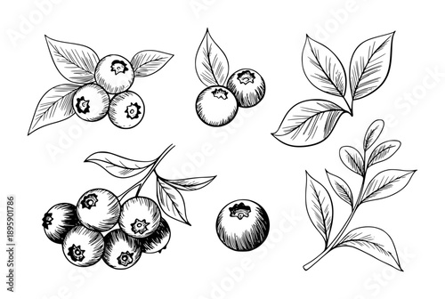 Hand Drawn Black And White Blueberry With Leaves White Background fruit food