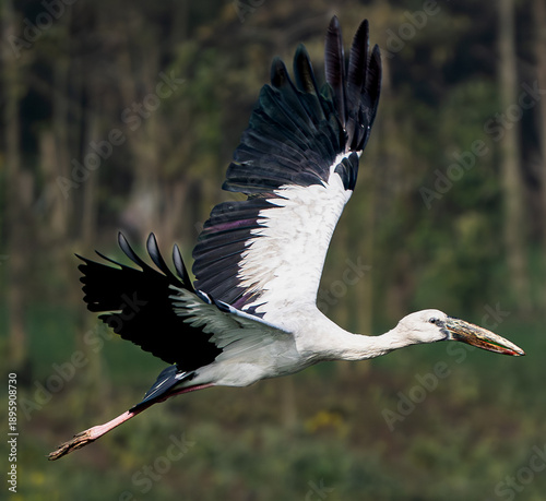 Bild auf Leinwand Asian Openbill Stork in Flight with Wings Spread Over Natural Green Background