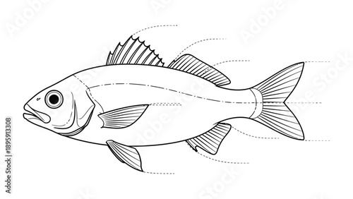 Ocean Perch Sketch: Detailed monochrome drawing of an ocean perch, showcasing its anatomical structure and unique fin patterns.