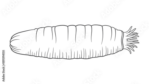 Sea Cucumber Illustration: A detailed black and white illustration of a sea cucumber, showcasing its unique elongated body and textured surface.