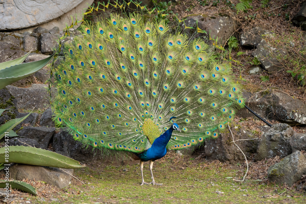 Obraz premium インドクジャク