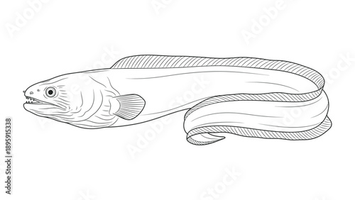 European eel in detail: A detailed monochrome illustration of a sleek European eel, a fascinating fish species with a serpentine body, showcasing its unique features.