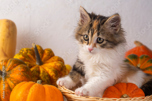 Very cute calico kitten in ...