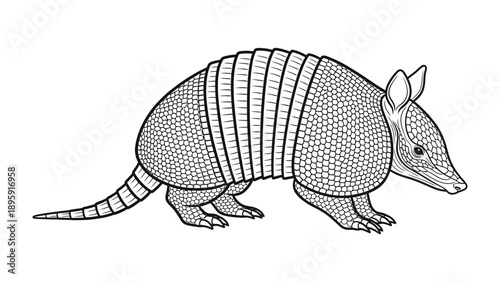 Armadillo: This illustration depicts a detailed armadillo in a side profile, with an emphasis on its unique shell. 