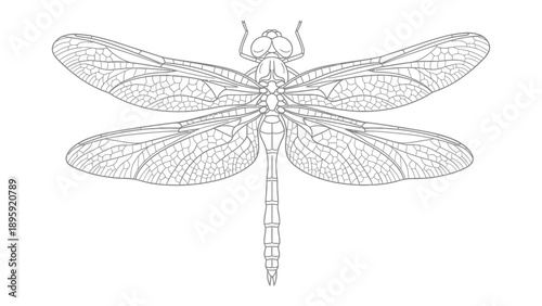 Dragonfly in Intricate Detail: A meticulously rendered illustration showcases the delicate beauty of a dragonfly, revealing its complex wing structure and graceful form. 