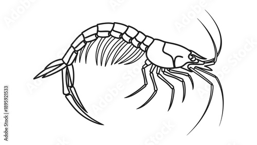 Shrimp illustration
