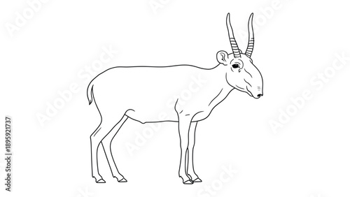 Elegant Saiga Antelope Contour: A refined line drawing of a saiga antelope, showcasing its unique and striking features against a clean backdrop. 