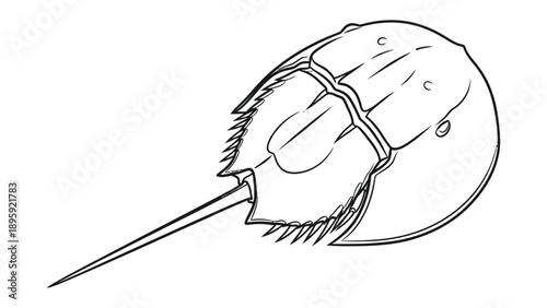 Horseshoe Crab Illustration: A detailed illustration of a horseshoe crab, showcasing its unique exoskeleton and tail.