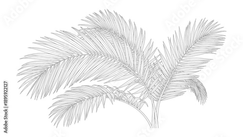 Palm Frond Pencil Sketch: Intricate pencil sketch of palm fronds with delicate detail, offering a sense of the tropics and a tranquil aesthetic.