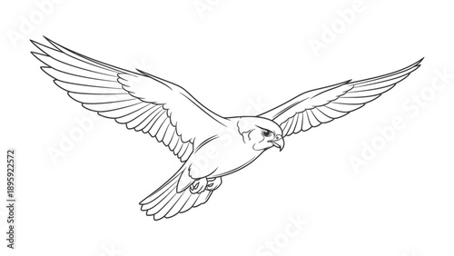 Soaring Falcon: A detailed outline of a falcon in mid-flight, wings fully extended. capturing a sense of freedom and precision. 