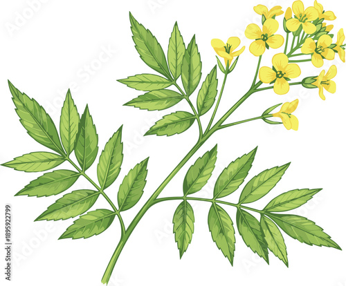 Yellow mustard flower plant illustration, botanical leaf branch design, natural herb concept, detailed vector artwork isolated on white background