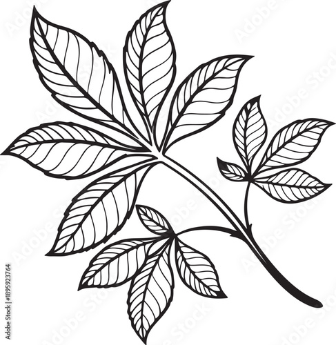 Delicate Black and White Vector Illustration of a Compound Leaf with Detailed Veins, Representing Botany, Plant Life, and Natural Patterns