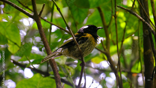 Yellow, black and white feathered New Zealand hihi stitchbird bird perched in tree in Wellington NZ Aotearoa