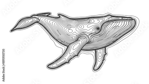 Whale Topographic Art: Artistic illustration of whale outlines, featuring a detailed contour map effect, ideal for educational and decorative purposes.