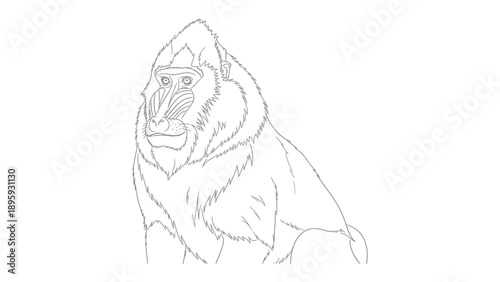 Mandrill Illustration: A detailed black and white illustration of a Mandrill. It captures the essence of this striking primate.