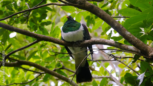 Plump Kererū New Zealand wood pigeon with green and white feathers perched in tree in Wellington NZ Aotearoa
