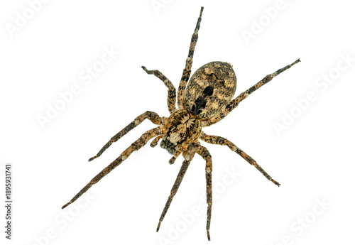 Not AI-generated. false wolf spider - Zoropsis spinimana. biting humans and causing symptoms similar to a bee- or wasp sting. spider isolated on transparent background. 