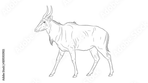 Linear Topi Antelope Outline: A minimalist line drawing showcases the elegant form of a topi antelope, highlighting its sleek physique and distinctive horns.