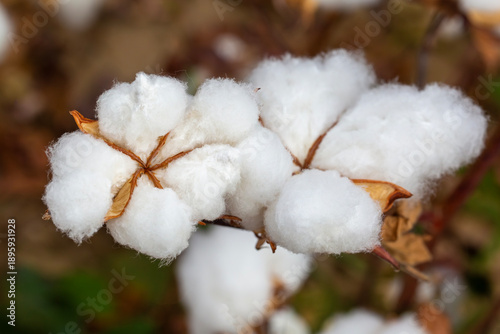 Cotton fields ready for har...
