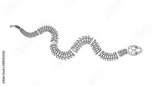 Snake Skeleton Diagram: a detailed illustration of a snake skeleton, ideal for educational and scientific purposes. A visual representation of the internal structure and skeletal system of a snake.