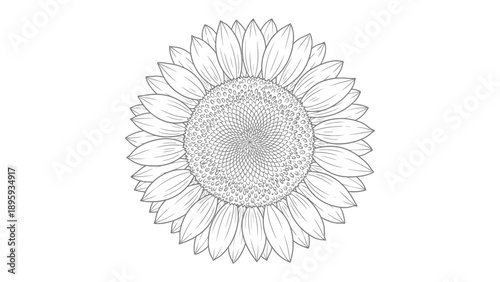 Sunflower's radiant heart: The intricate lines of a single sunflower bloom. Detailed artistry captures the essence of nature's beauty