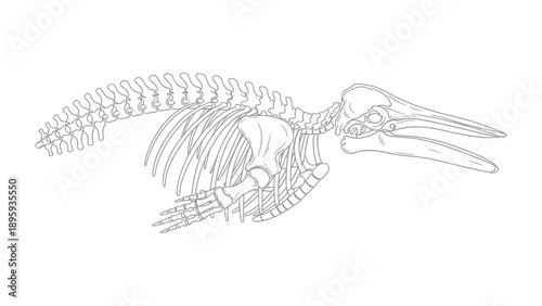 Dolphin Skeleton: A detailed outline of a dolphin's skeletal structure, showcasing the intricate bone arrangement and the grace of its underwater form.
