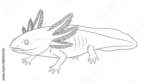 Axolotl: An artistic monochrome depiction of the aquatic salamander known as the axolotl, showcasing its unique feathery gills and endearing countenance.