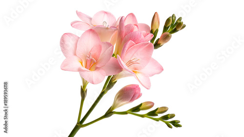 Obraz na plátně Freesia flowers in soft pink color with buds isolated on transparent background