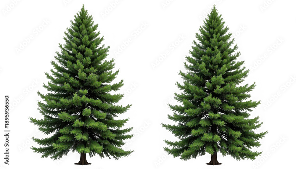 Obraz premium Two detailed green coniferous fir trees standing side by side with dense pine needles on transparent background