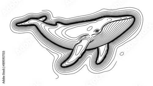 Contour Whale: A sleek illustration showcases a majestic whale, elegantly rendered with contour lines to emphasize its form and the marine environment it inhabits.