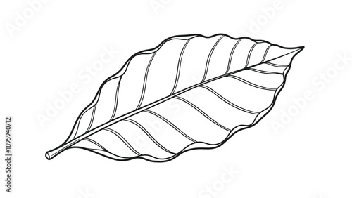 Clean black line art illustration of a single pointed leaf with detailed veins on a plain white background for art projects.