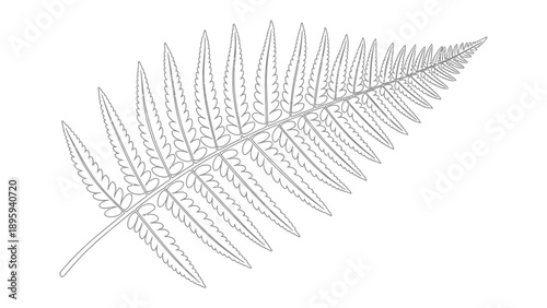 Fern Leaf: A detailed outline of a fern leaf, showcasing the delicate, intricate structure of a natural botanical specimen.