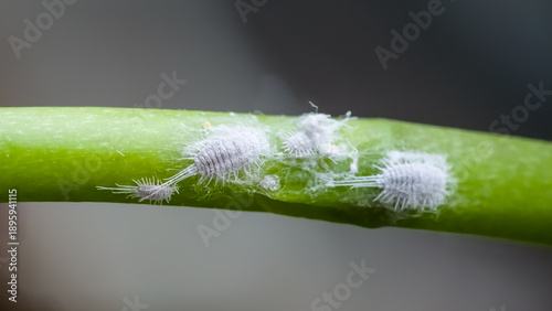 Foto Close-up of a mealybug infestation on a green plant stem, showing white, waxy, sap-sucking pests (Pseudococcidae family) causing potential damage to the plant