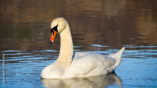 Foto Majestic mute swan (Cygnus olor) with white plumage and orange beak swimming on a calm blue lake